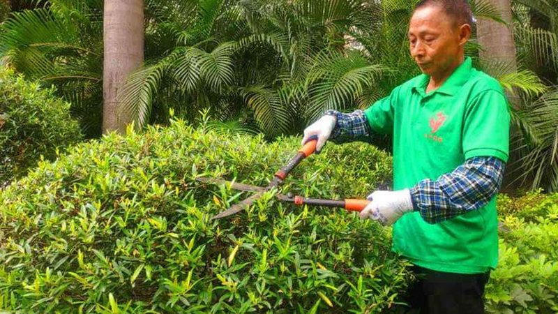 草坪铺设前土地处理的关键步骤
